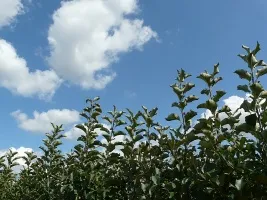 Fruktträd plantskola: äppelträd, päron, plommon, körsbär, körsbär, aprikoser, persikor 01