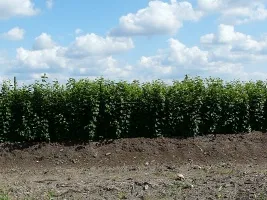 Plantskola av fruktträd: äppelträd, päron, plommon, körsbär, körsbär, aprikoser, persikor 07