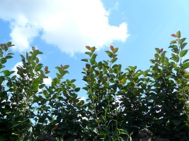 fruktträd plantskola äppelträd päron plommon körsbär aprikoser persikor Polen